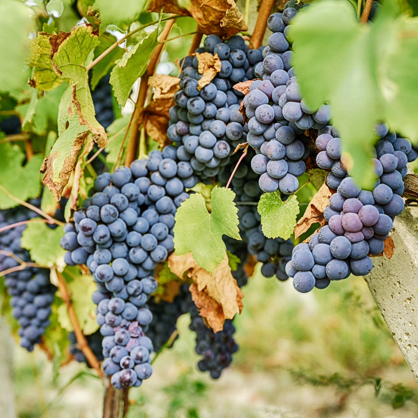 C.FASO “Sonata” Barbera d’Asti - 75cl.