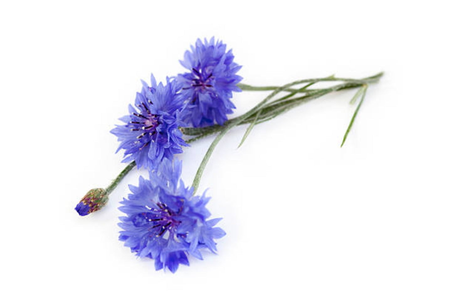 RASELLI Essbare Blüten - 4g