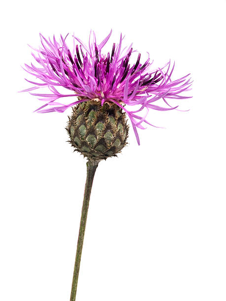 RASELLI Essbare Blüten - 4g
