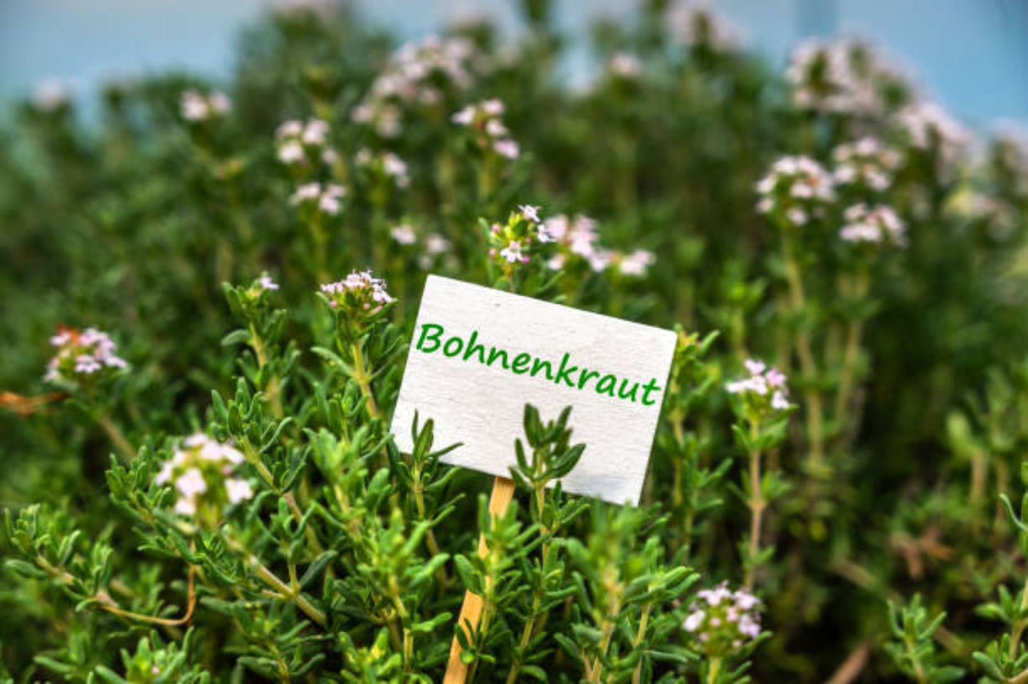 RASELLI Bio Gewürze : Aromatische Kräuter - 15g
