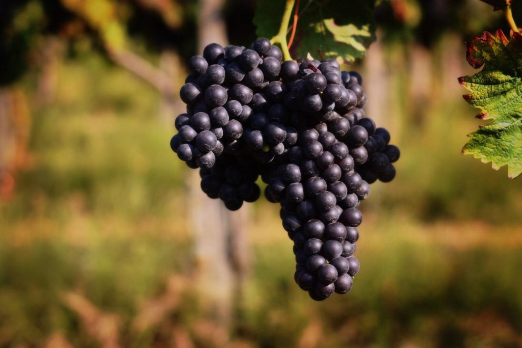 VIOTTI CARTÒS Brachetto d'Acqui DOCG - 75cl.