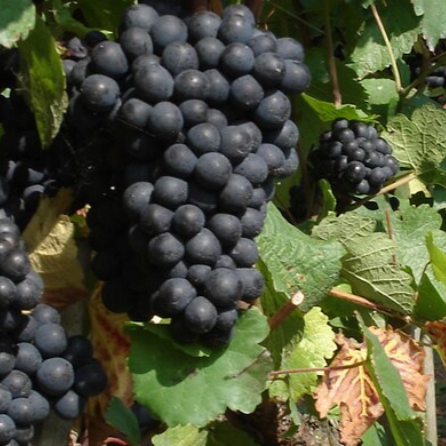 CICCHITTI Gran Reserva Malbec - 75cl
