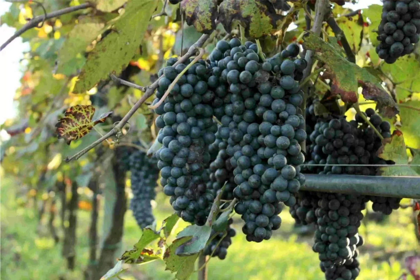 CONCA D'ORO Spumante Dolce Veleno Raboso Moscato Demi Sec - 75cl.