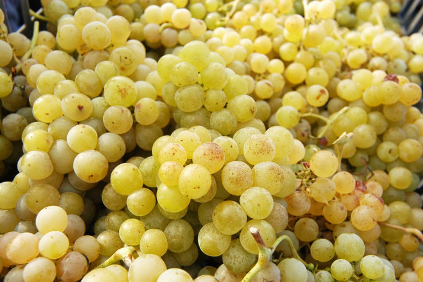 CONCA D'ORO Spumante Dolce Veleno Raboso Moscato Demi Sec - 75cl.