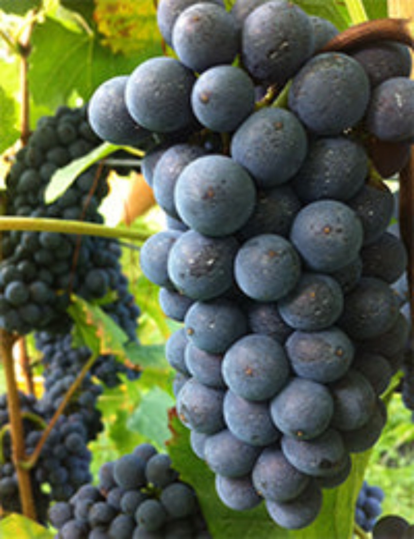 CONCA D'ORO Prosecco D.O.C Treviso: Millesimato Cuvée Oro und Rosé