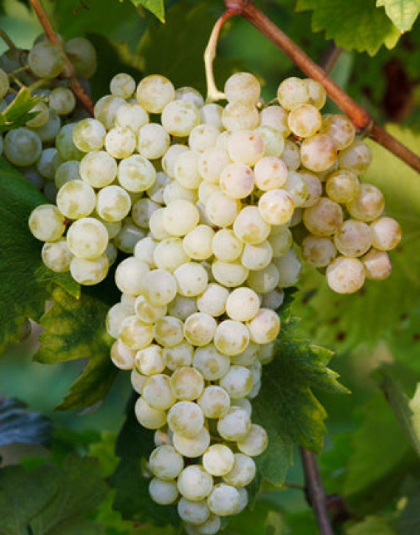 CONCA D'ORO Prosecco D.O.C Treviso: Millesimato Cuvée Oro und Rosé