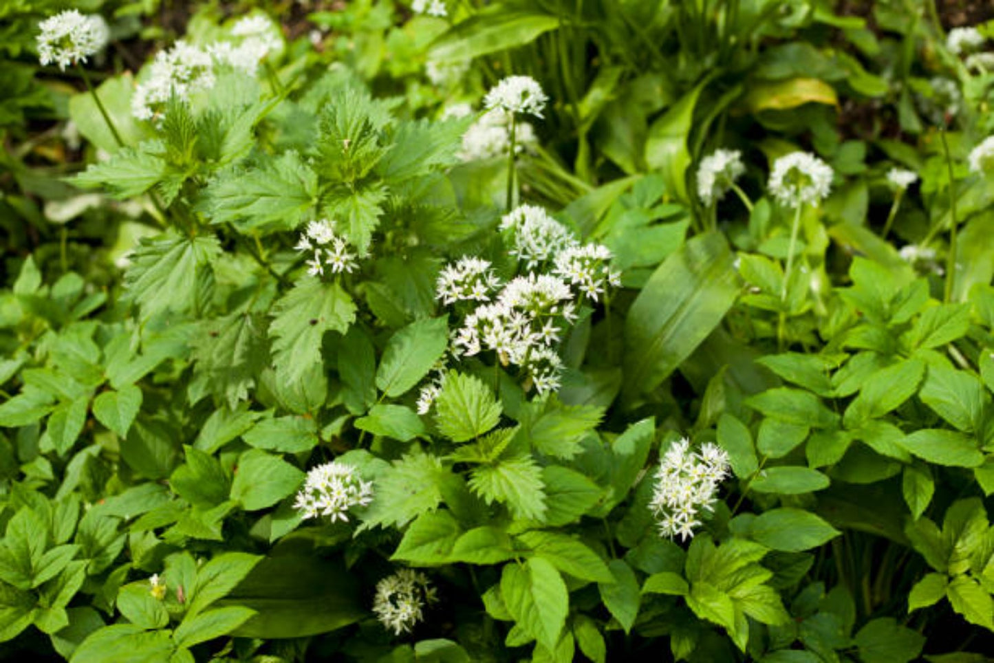 RASELLI Bio Gewürze : Aromatische Kräuter - 15g