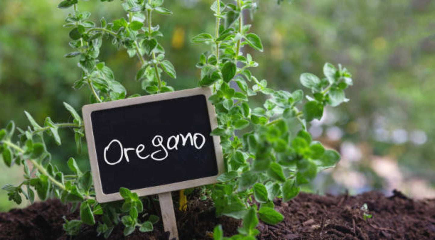 RASELLI Bio Gewürze : Aromatische Kräuter - 15g