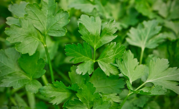 RASELLI Bio Gewürze : Aromatische Kräuter - 15g