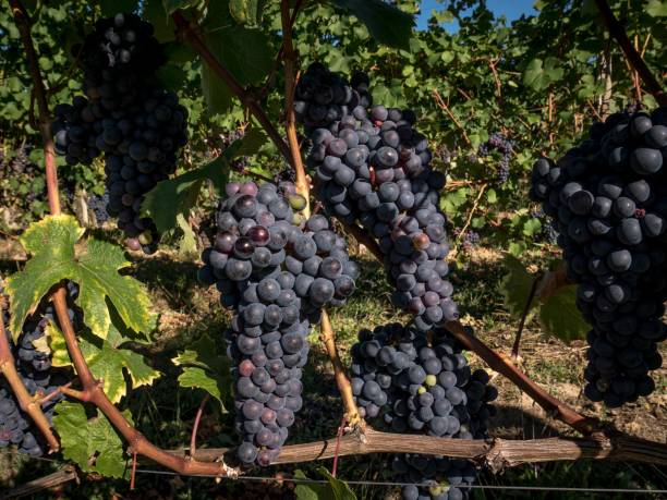 VERITAS RVBINVM Dolcetto di Ovada DOC - 75cl.