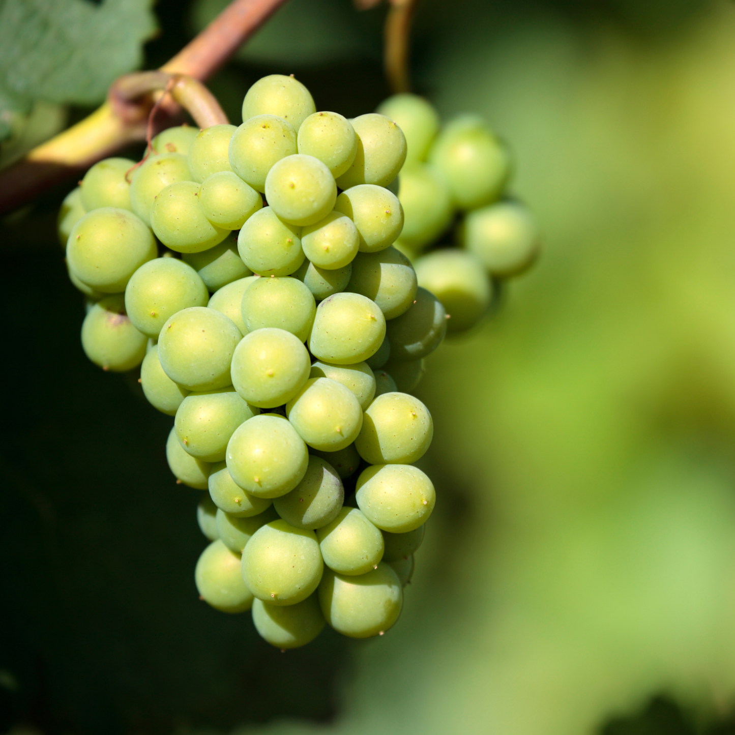 VIEJO FEO Chardonnay - 75cl.