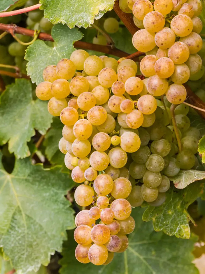 CASAS DEL BOSQUE Sauvignon Blanc Reserva - 75cl.