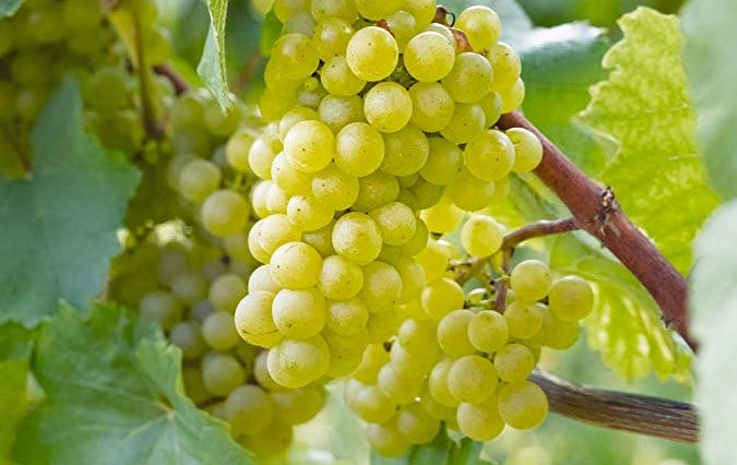 C.FASO “Fantasia” Chardonnay - 75cl.