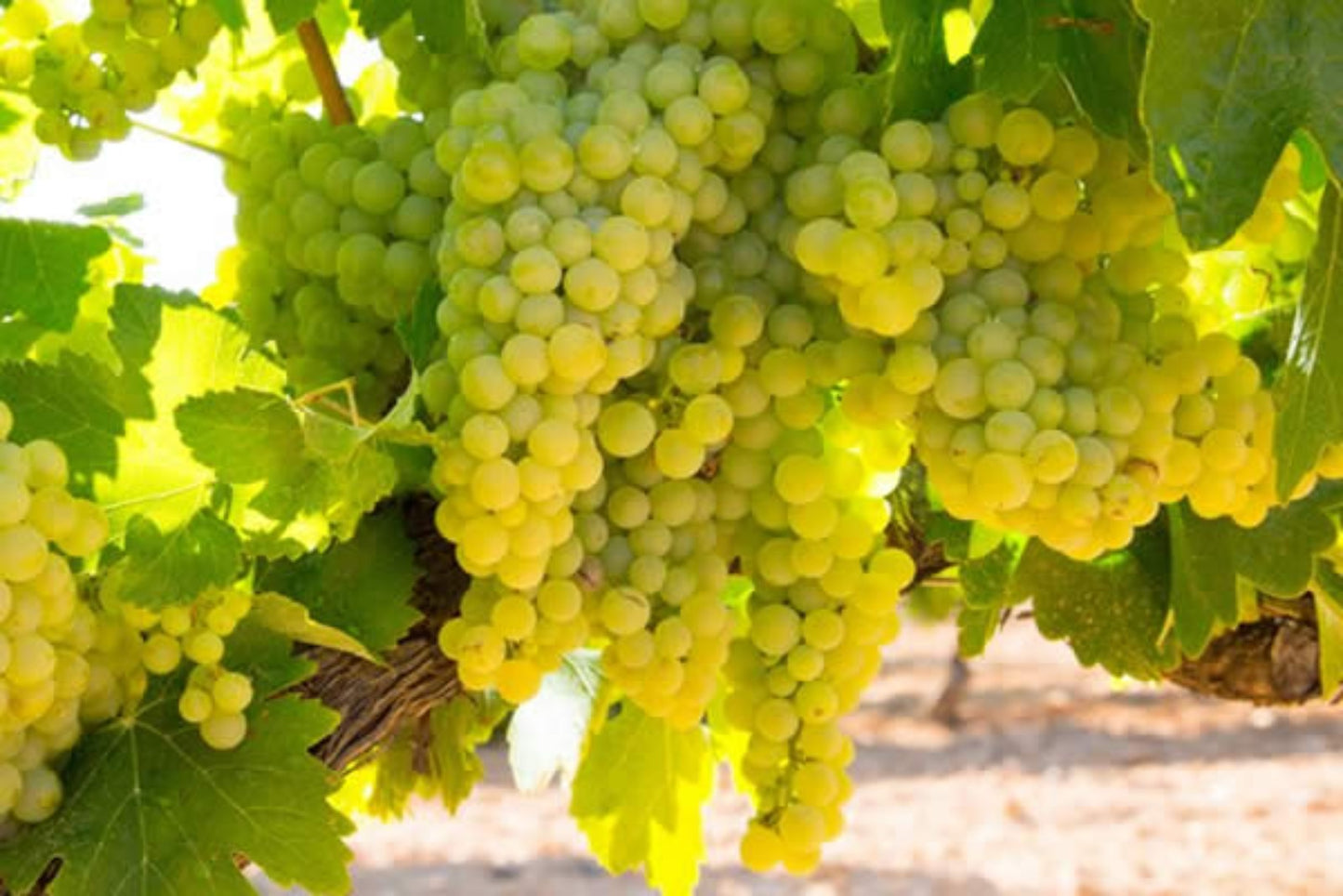 VILLA DELFINI Brut Spumante Bianco DOC - 75cl.