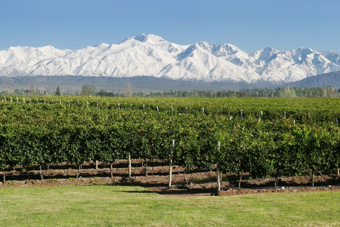 Estancia-mendoza-Bodega-Terruno