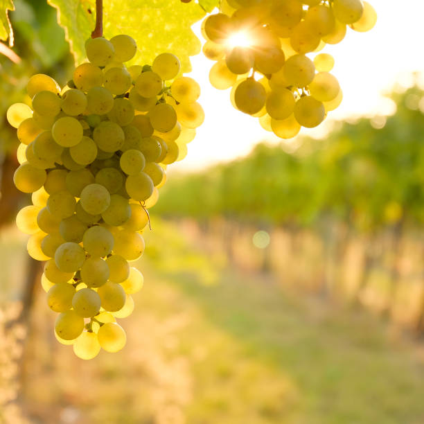 dilema-day-pink-estancia-mendoza-70%-chardonnay