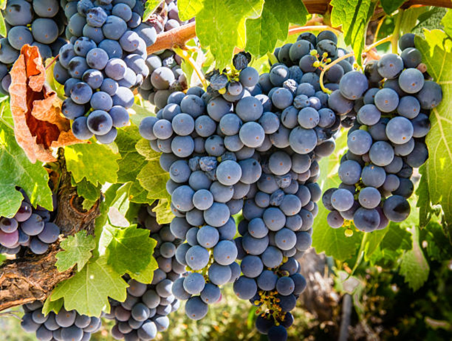 dilema-day-pink-estancia-mendoza-30%-Malbec