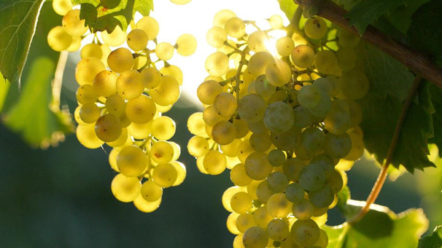 Glera-Trauben-Conca-d-Oro-Rosa-rosé-Spumante