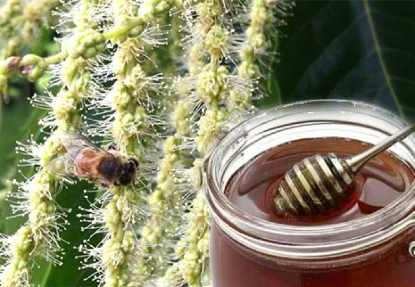 ADI APICOLTURA Bio Kastanienhonig - 250g