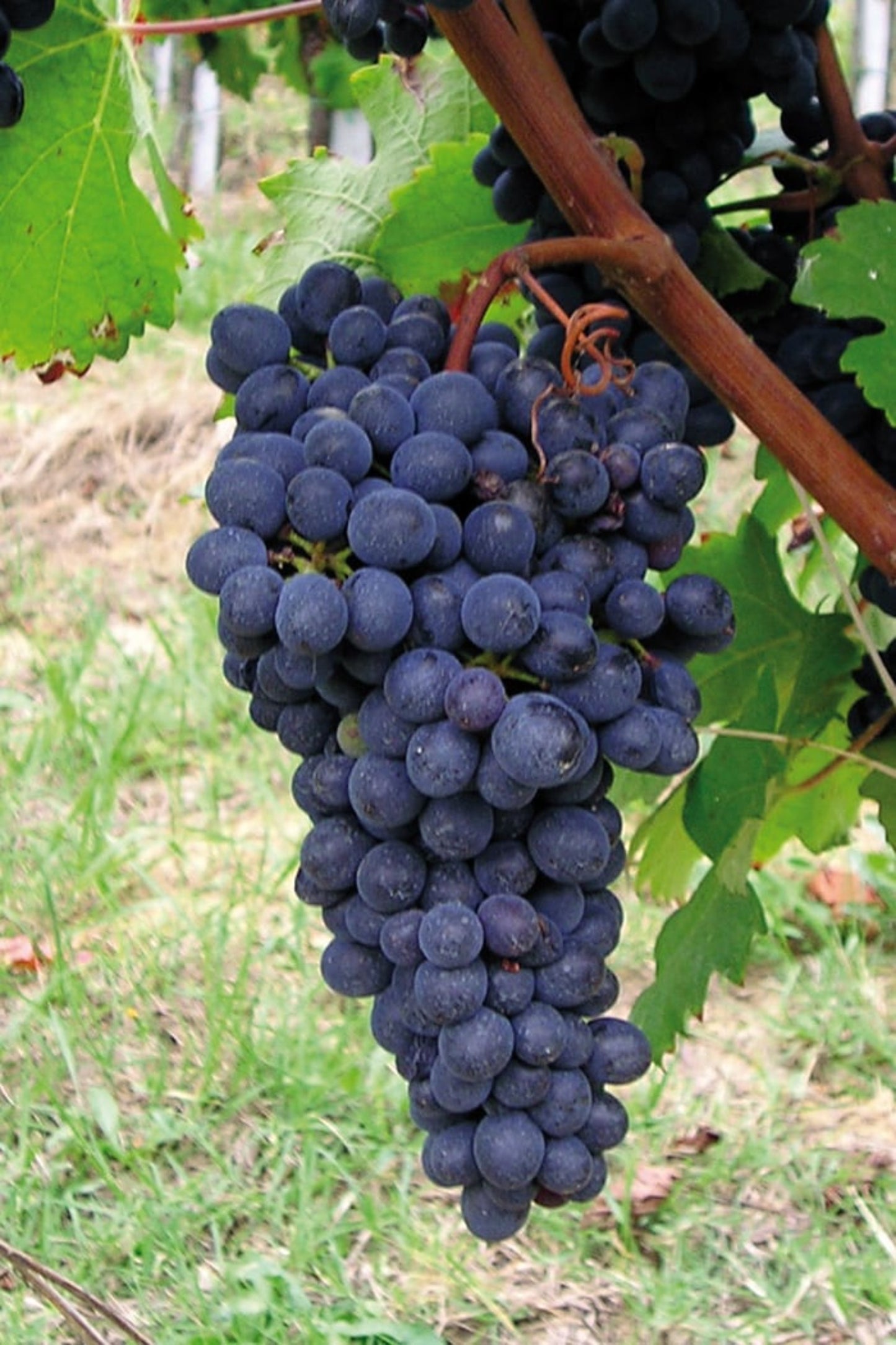 viotti-munferie-vino-rosato-albarossa