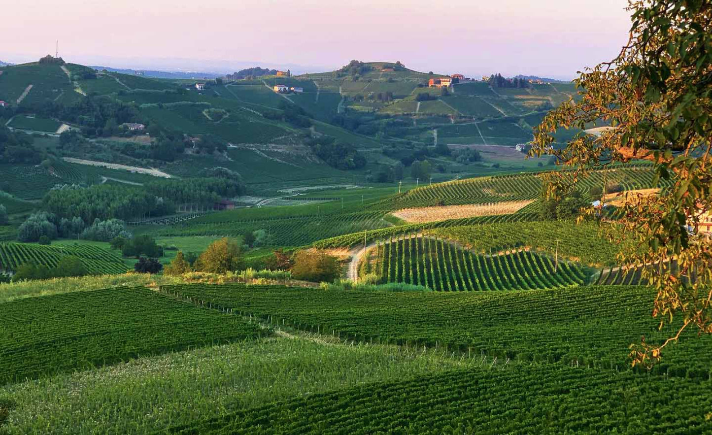 Viotti-CastelRocchero-Wein-kaufen-Switzerland-Hollenstein-gourmet