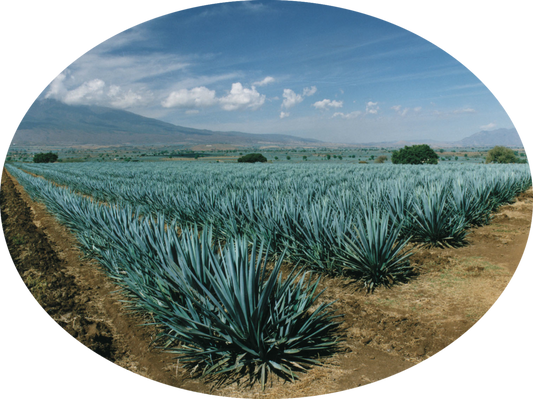 100% Blue Agave Tequila: die reine Essenz Mexikos in Flaschen abgefüllt für Ihren Genuss.