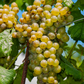 Chardonnay-Trauben-Veritas-thea-blanc-spumante-hollenstein-gourmet