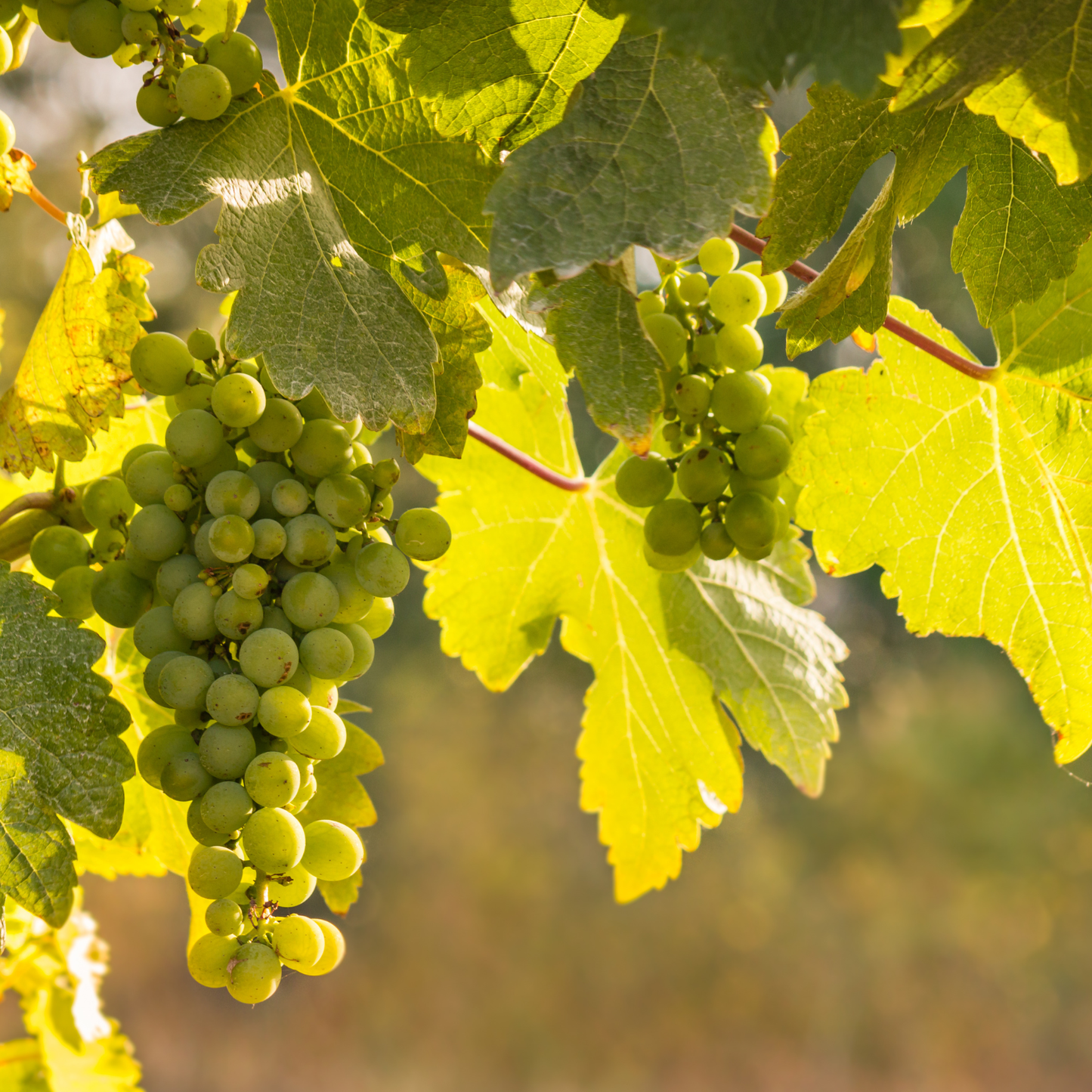 CICCHITTI Coleccion Sauvignon Blanc - 75cl.