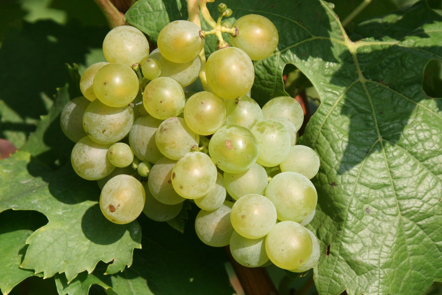 Mr.BioWeine_Mueller_Thurgau_Schaumweine_hg2