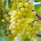 C.FASO “Fantasia” Chardonnay - 75cl.