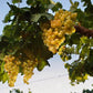 las_nubes_torrontes_Weiss_Wein