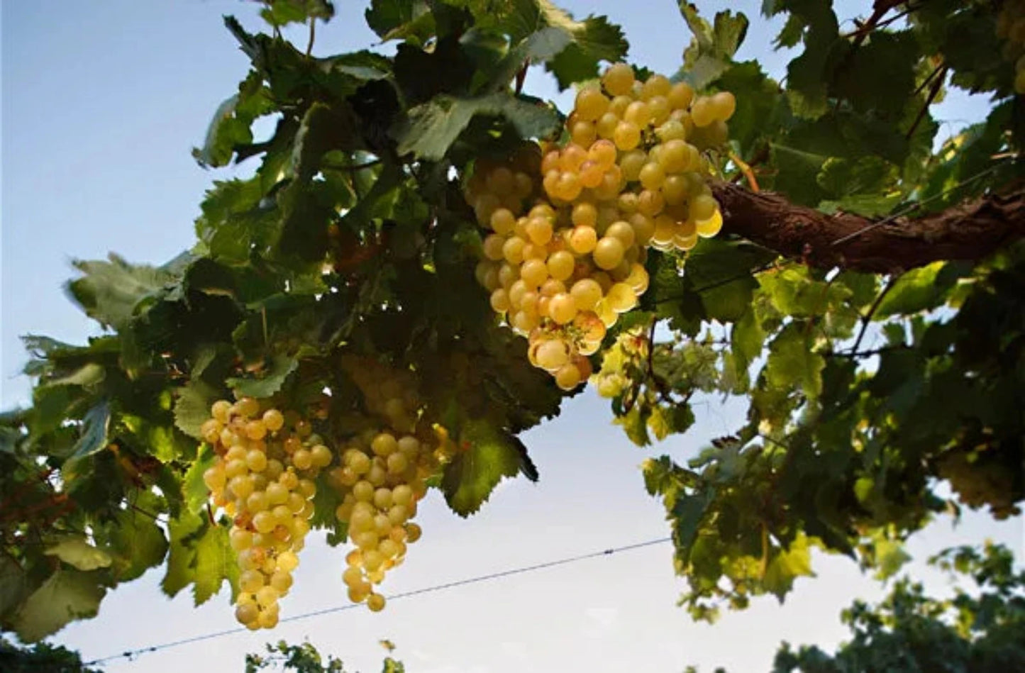 las_nubes_torrontes_Weiss_Wein