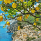 NASTRO D'ORO Limoncello 0,7L