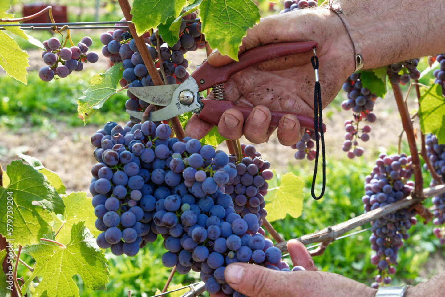 Veritas-Mervm-Wein-Rote-Trauben